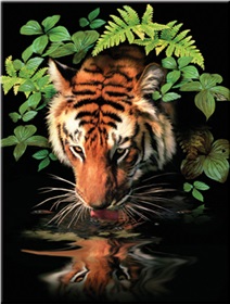 r-06859_thirsty-tiger