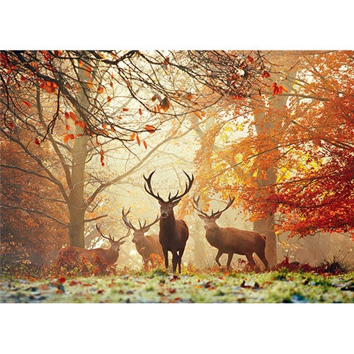 78-29805_stags-magic-forest