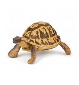 50264-tortue-d-hermann