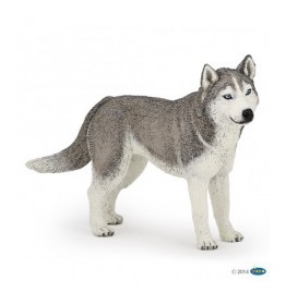 54035-husky-de-siberie