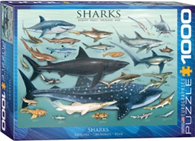 6000-0079-sharks