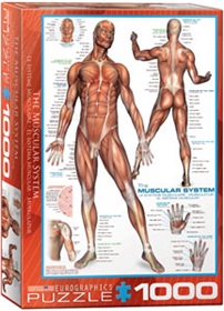6000-2015-the-muscular-system
