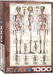 6000-3970-the-skeletal-system