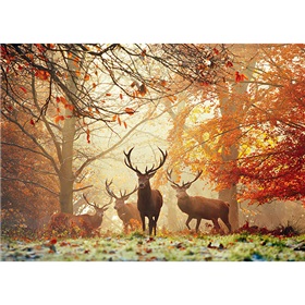 78-29805_stags-magic-forest