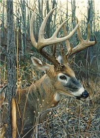 80134-white-tailed-deer