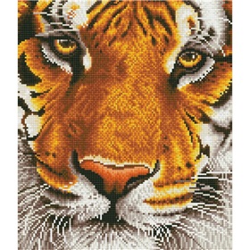 dd8-001-bengal-magic-700x700