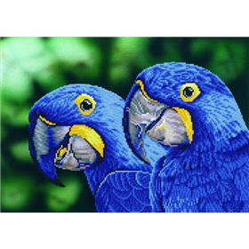dd9-023-blue-hyacinth-macaws-700x700