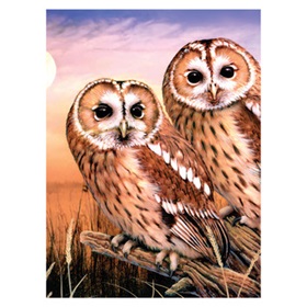 r-94339_tawny-owls