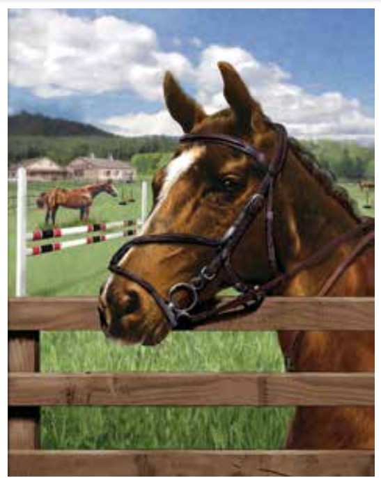 EQUINE PADDOCK PasseTemps 3000