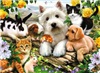 13160_1-animal-buddies